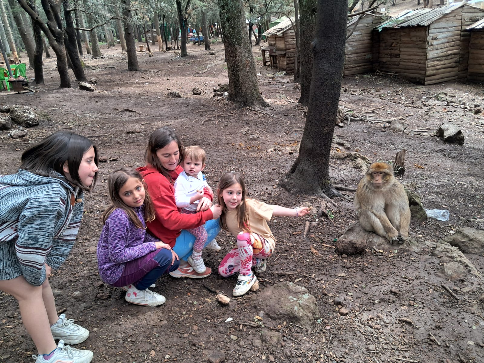 Niños dando de comer a un mono de Berbería en el bosque de cedros de Azrou